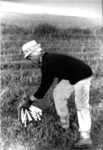 Picking asparagus by University of the Pacific, Holt-Atherton Special Collections & Archives