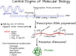 Central Dogma of Molecular Biology by Ajna S. Rivera and Kristina Vu