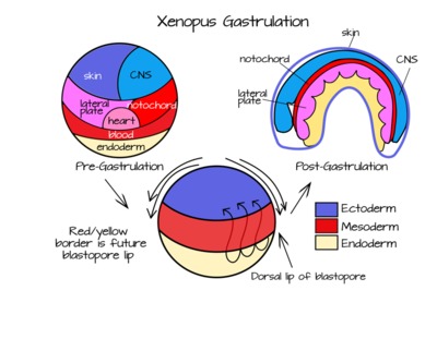 if the blastopore does not form