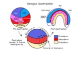 Xenopus gastrulation by Ajna S. Rivera