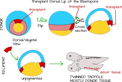 dorsal vs ventral blastoporal lip