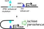 Lactase Persistence Enhancer by Ajna S. Rivera and Colwin Yee