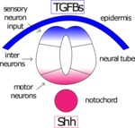 The notochord and epidermis help pattern the neural tube by Ajna S. Rivera and Amanda Lo
