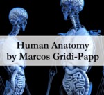 Human Anatomy by Marcos Gridi-Papp