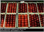 Agriculture: 2126 - Prize Winning Apples from Stockton, California by Unknown