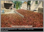 Agriculture: Drying Chili Peppers near Stockton, Cal. by The Acmegraph Company