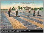 Agriculture: 2320 - Fig Industry of California, Drying Figs in the Sun, Stockton, California by Edward H. Mitchell