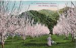 Agriculture: 727 - Almond Orchard in Blossom, near Stockton, California. by Souvenir Publishing Company