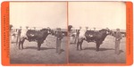 Stockton: "San Joaquin Valley Agricultural Fair, 1878" "J.D. Carr's Shorthorn Durham Duke of Gabelin." by John Pitcher Spooner 1845-1917