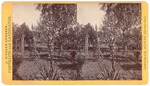Stockton: (Plants in yard.) by John Pitcher Spooner 1845-1917