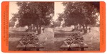 Lodi: "Lodi Barbecue, April, 1876." by John Pitcher Spooner 1845-1917