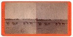 Unidentified Location, Probably in California: (Horses in field.) by John Pitcher Spooner 1845-1917