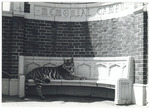 The World's Greatest Athlete. Tiger "CG" at Smith Gate [candid from set] by Unknown