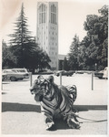 The World's Greatest Athlete. Tiger "CG" at Smith Gate and Burns Tower [candid from set] by Unknown
