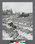 Laborer in fields; pickup truck in background
